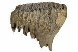 Fossil Woolly Mammoth Molar - Nice Roots #235038-2